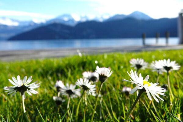 Gänseblümchen auf der Wiese, dahinter der Vierwaldstättersee und die Alpen