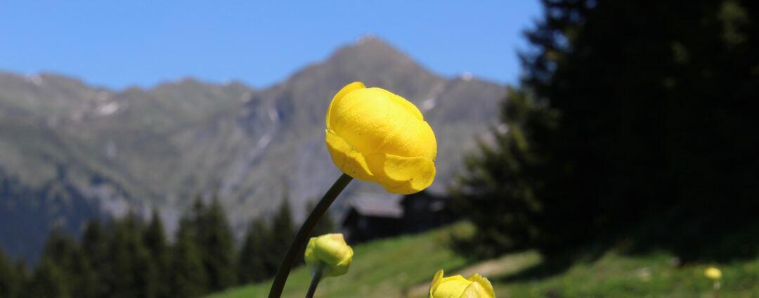 Berg in Graubünden, Sicht vom Stelserhof Yoga Retreathaus, davor gelbe Wiesenblumen, Weg zum Wandern