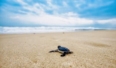 Strand Baby Meeresschildkröte
