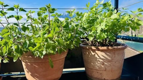 Blumentöpfe mit Kräuter, Brennesel und Liebstöckel auf der Terrasse in der Sonne