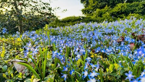 Wiese im Frühling mit vielen kleinen blau blühenden Blumen